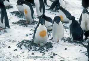 Adelie Penguins and nest
