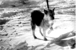 Madeira, South Pole Mascot